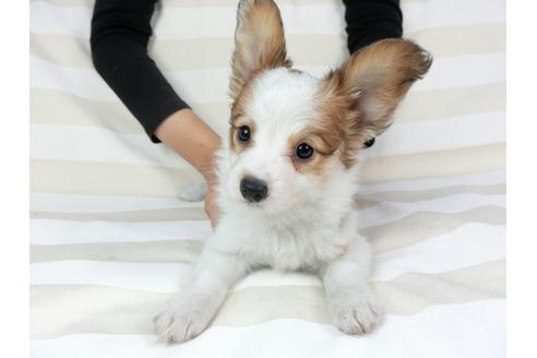 成約済の千葉県のパピヨン-75694の19枚目