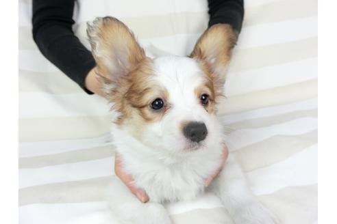 成約済の千葉県のパピヨン-75694の18枚目