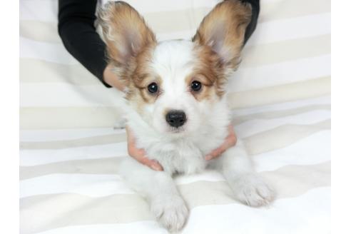 成約済の千葉県のパピヨン-75694の17枚目