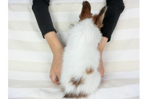 成約済の千葉県のパピヨン-75694の16枚目