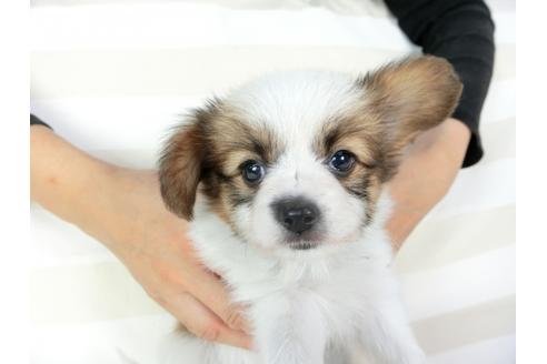 成約済の千葉県のパピヨン-75696の8枚目