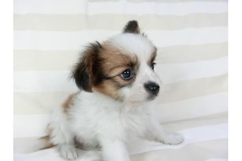 成約済の千葉県のパピヨン-75696の7枚目