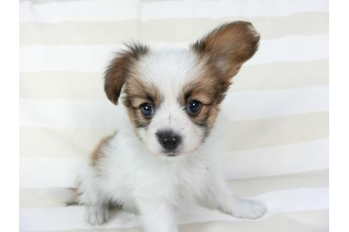 成約済の千葉県のパピヨン-75696の6枚目