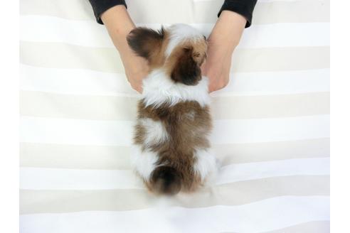 成約済の千葉県のパピヨン-75696の5枚目