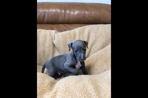 山梨県のイタリアングレーハウンド 男の子 19 06 07生まれ ブルー ホワイトマーキングス 子犬id ブリーダーナビ