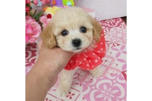 香川県のトイプードル 女の子 2019 05 30生まれ クリーム 子犬id 75745 ブリーダーナビ