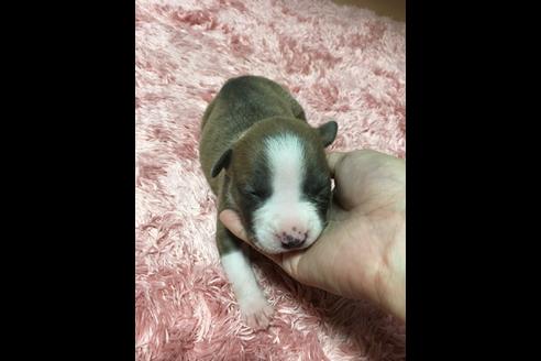 成約済の佐賀県のアメリカンピットブルテリア-74996の35枚目