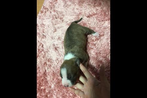 成約済の佐賀県のアメリカンピットブルテリア-74996の34枚目