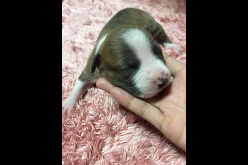 成約済の佐賀県のアメリカンピットブルテリア-74996の33枚目