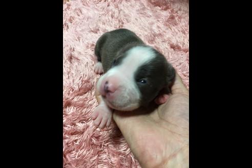 成約済の佐賀県のアメリカンピットブルテリア-75135の39枚目