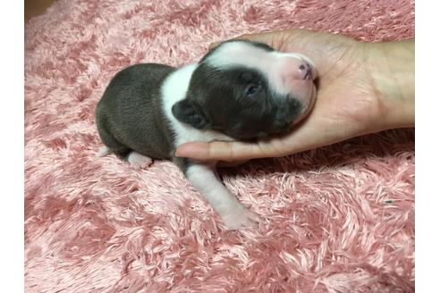 成約済の佐賀県のアメリカンピットブルテリア-75135の38枚目