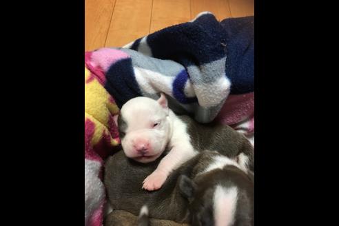 成約済の佐賀県のアメリカンピットブルテリア-74994の18枚目