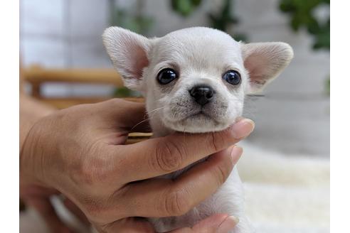 成約済の静岡県のチワワ(スムースコート)-75172の1枚目