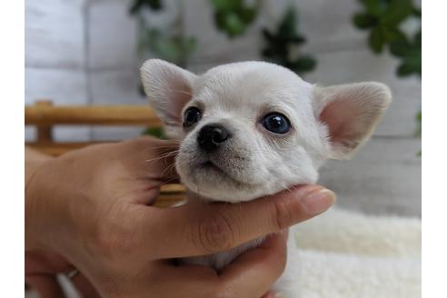 成約済の静岡県のチワワ(スムースコート)-75172の9枚目