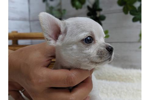 成約済の静岡県のチワワ(スムースコート)-75172の8枚目