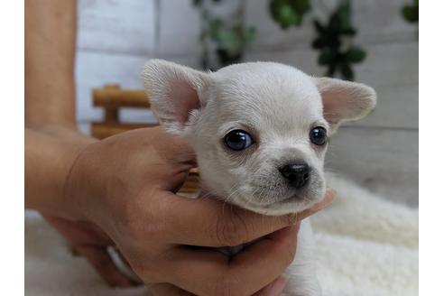 成約済の静岡県のチワワ(スムースコート)-75172の7枚目