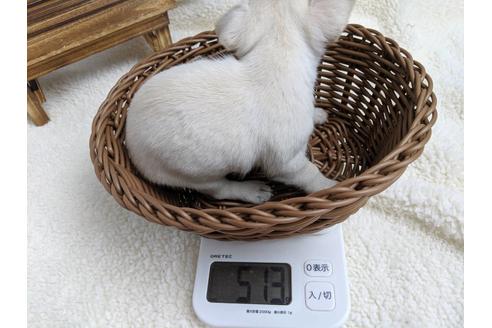 成約済の静岡県のチワワ(スムースコート)-75172の6枚目