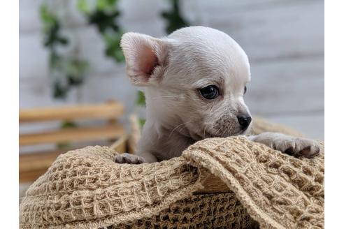 成約済の静岡県のチワワ(スムースコート)-75172の5枚目