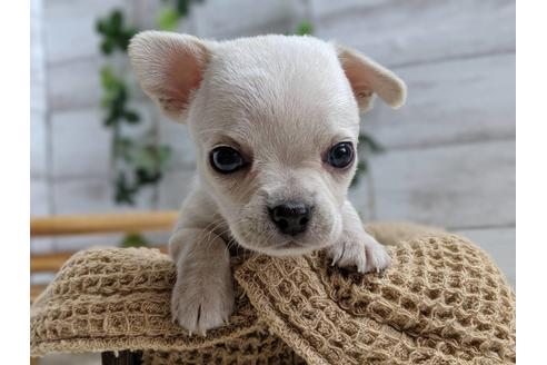 成約済の静岡県のチワワ(スムースコート)-75172の4枚目