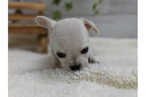 成約済の静岡県のチワワ(スムースコート)-75172の3枚目