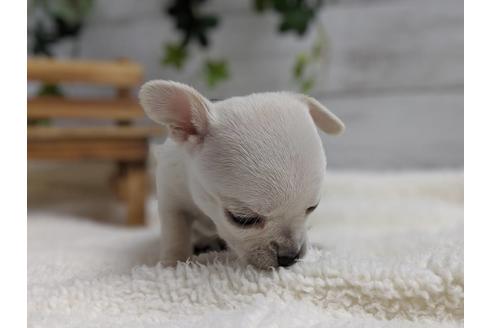 成約済の静岡県のチワワ(スムースコート)-75172の2枚目