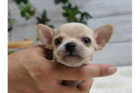 成約済の静岡県のチワワ(スムースコート)-75173の9枚目