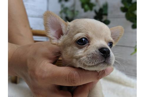 成約済の静岡県のチワワ(スムースコート)-75173の8枚目