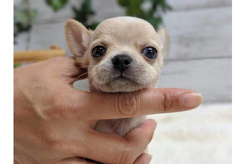 成約済の静岡県のチワワ(スムースコート)-75173の7枚目