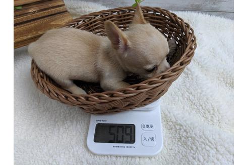 成約済の静岡県のチワワ(スムースコート)-75173の6枚目