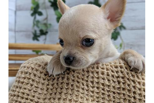 成約済の静岡県のチワワ(スムースコート)-75173の5枚目