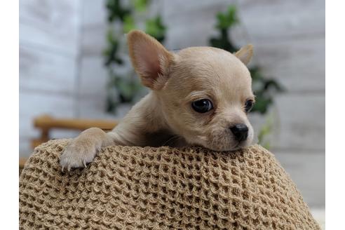 成約済の静岡県のチワワ(スムースコート)-75173の4枚目