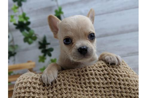 成約済の静岡県のチワワ(スムースコート)-75173の1枚目