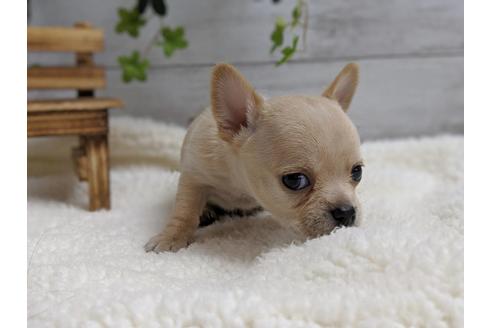 成約済の静岡県のチワワ(スムースコート)-75173の2枚目