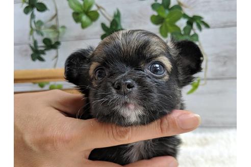 成約済の静岡県のチワワ(ロングコート)-75767の1枚目