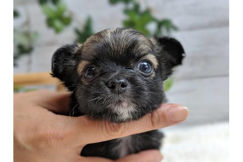 成約済の静岡県のチワワ(ロングコート)-75767の10枚目