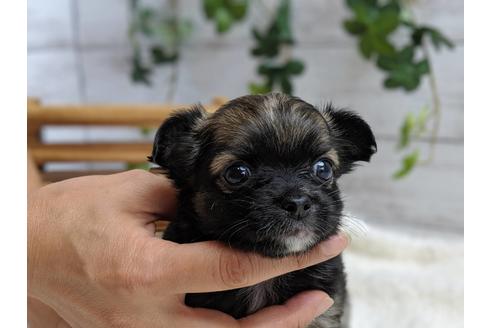 成約済の静岡県のチワワ(ロングコート)-75767の9枚目