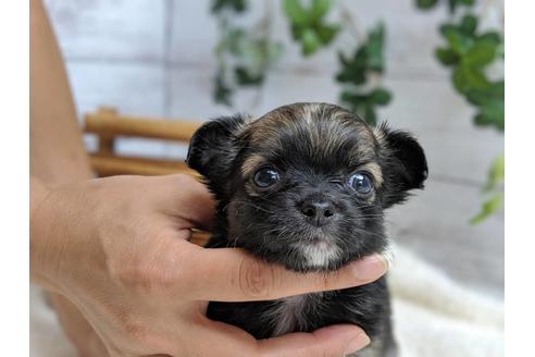 成約済の静岡県のチワワ(ロングコート)-75767の8枚目