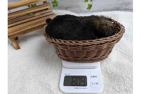 成約済の静岡県のチワワ(ロングコート)-75767の7枚目