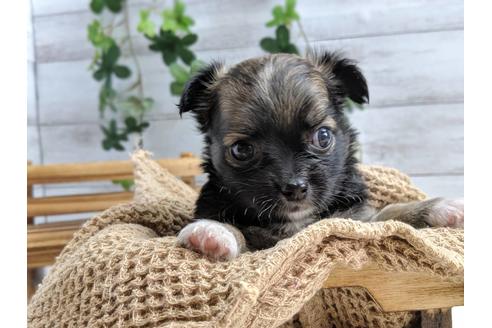 成約済の静岡県のチワワ(ロングコート)-75767の6枚目