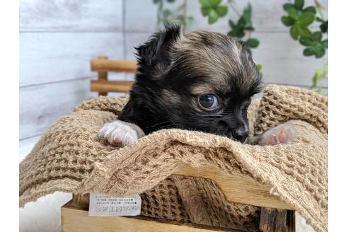 成約済の静岡県のチワワ(ロングコート)-75767の5枚目