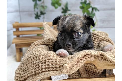 成約済の静岡県のチワワ(ロングコート)-75767の4枚目