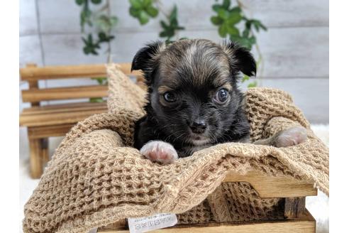 成約済の静岡県のチワワ(ロングコート)-75767の3枚目