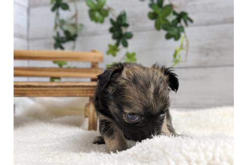 成約済の静岡県のチワワ(ロングコート)-75767の2枚目