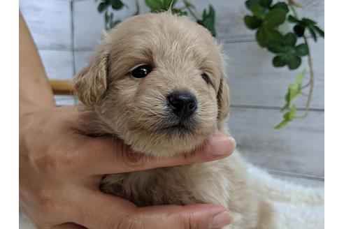 成約済の静岡県のポメプー:ポメラニアン×トイプードル-75175の12枚目