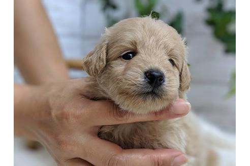 成約済の静岡県のポメプー:ポメラニアン×トイプードル-75175の11枚目