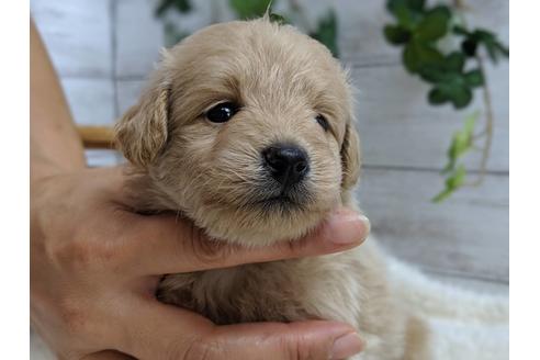 成約済の静岡県のポメプー:ポメラニアン×トイプードル-75175の10枚目