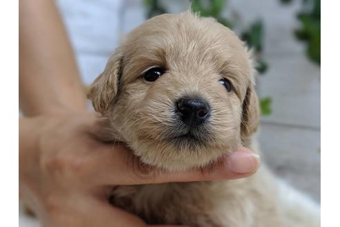 成約済の静岡県のポメプー:ポメラニアン×トイプードル-75175の9枚目