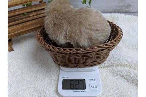 成約済の静岡県のポメプー:ポメラニアン×トイプードル-75175の8枚目