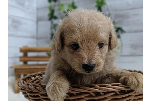 成約済の静岡県のポメプー:ポメラニアン×トイプードル-75175の7枚目