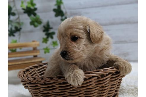 成約済の静岡県のポメプー:ポメラニアン×トイプードル-75175の6枚目